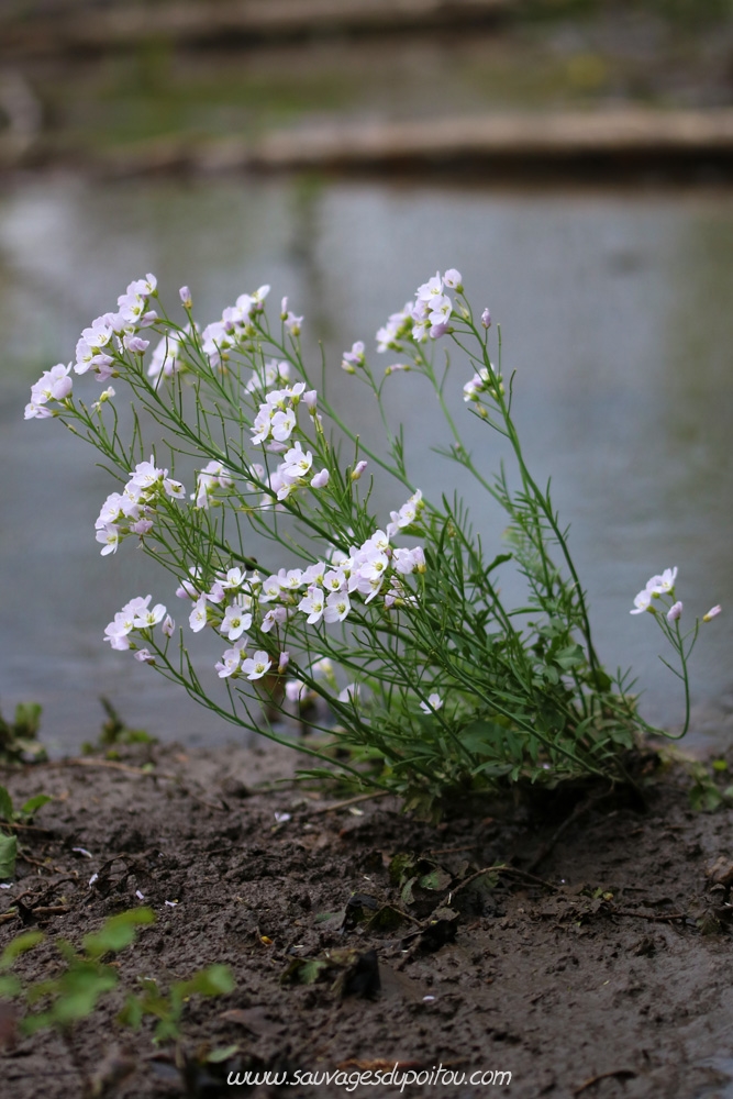 Cardamine pratensis, Cardamine des prés, Poitiers bords de Boivre