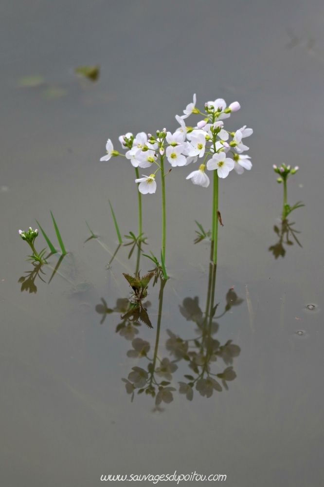 Cardamine pratensis, Cardamine des prés, Poitiers bords de Boivre