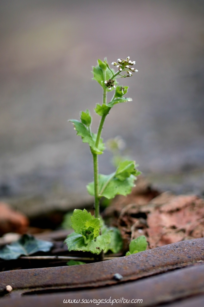 Draba muralis, Drave des murailles, Poitiers quartier Chilvert
