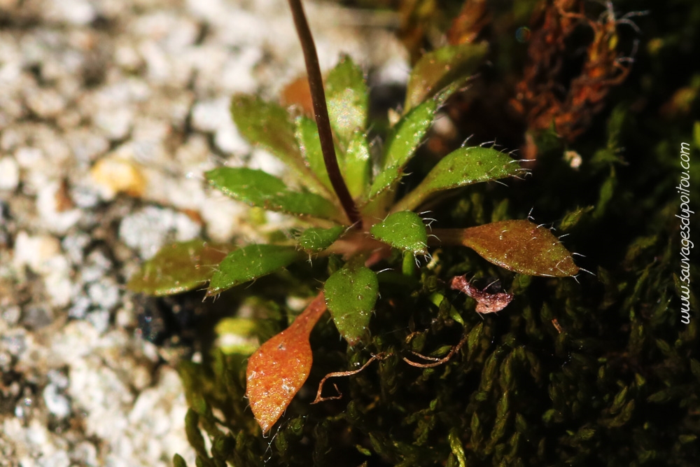 Draba verna, Drave de printemps, Poitiers Chilvert