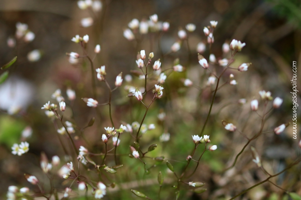 Draba verna, Drave de printemps, Poitiers bords de Boivre