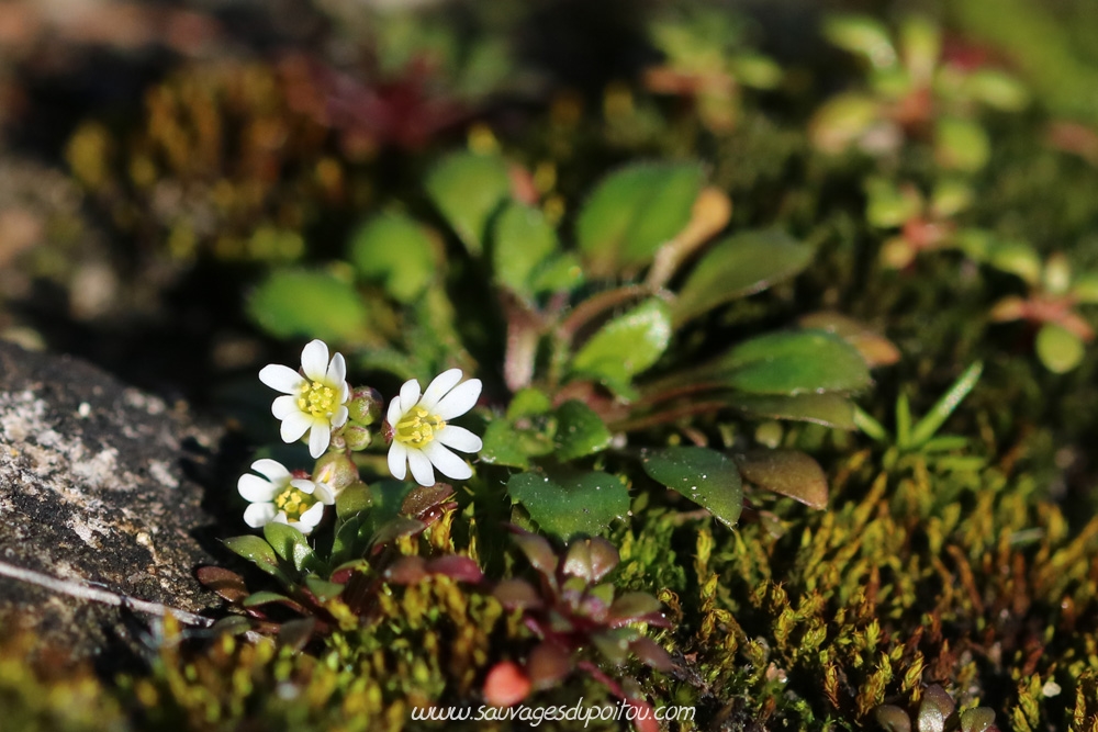 Draba verna, Drave de printemps, Poitiers Rochers du Porteau
