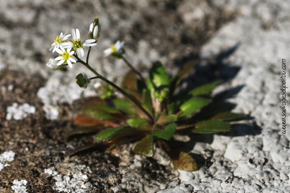 Draba verna, Drave de printemps, Poitiers quartier Chilvert