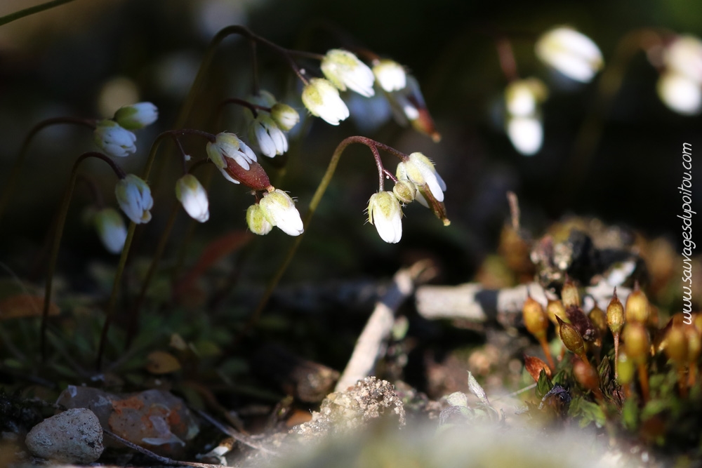 Draba verna, Drave de printemps, Poitiers Chilvert