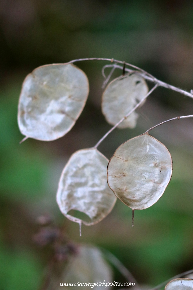 Lunaria annua, Lunaire annuelle, Poitiers gare