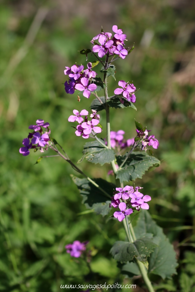 Lunaria annua, Lunaire annuelle, Poitiers