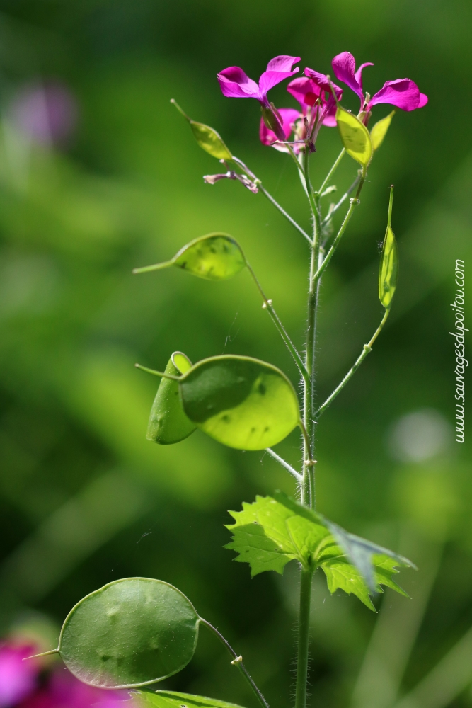 Lunaria annua, Lunaire annuelle, Poitiers bords de Boivre