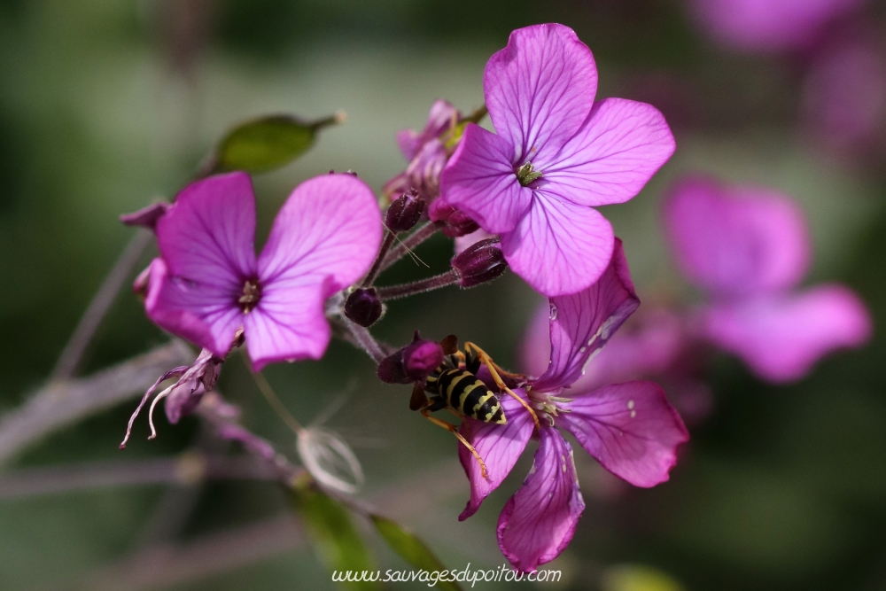Lunaria annua, Lunaire annuelle, Poitiers bords de Boivre
