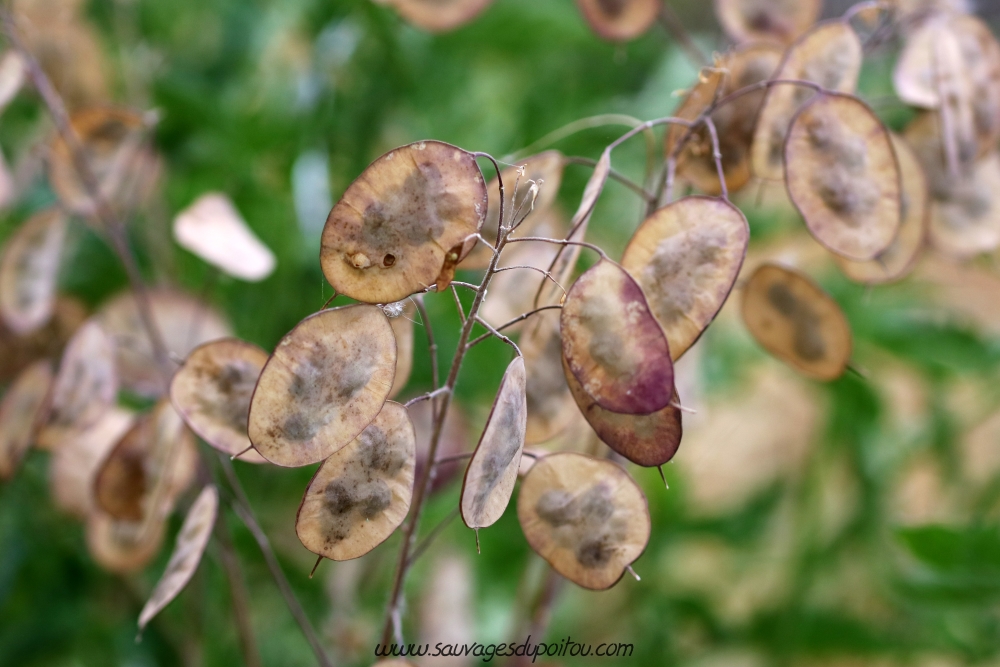 Lunaria annua, Lunaire annuelle, Poitiers bords de Boivre