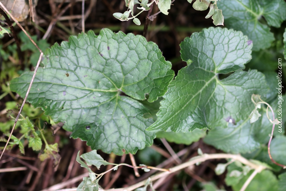 Lunaria annua, Lunaire annuelle, Poitiers bords de Boivre