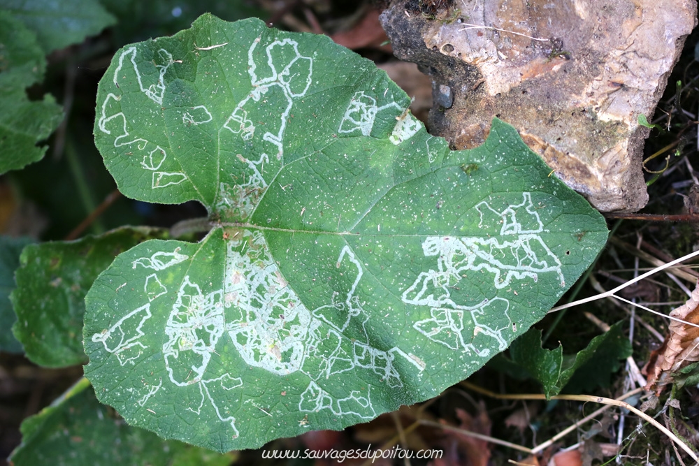 Liriomyza brassicae sur Lunaria annua, Poitiers quartier Chilvert