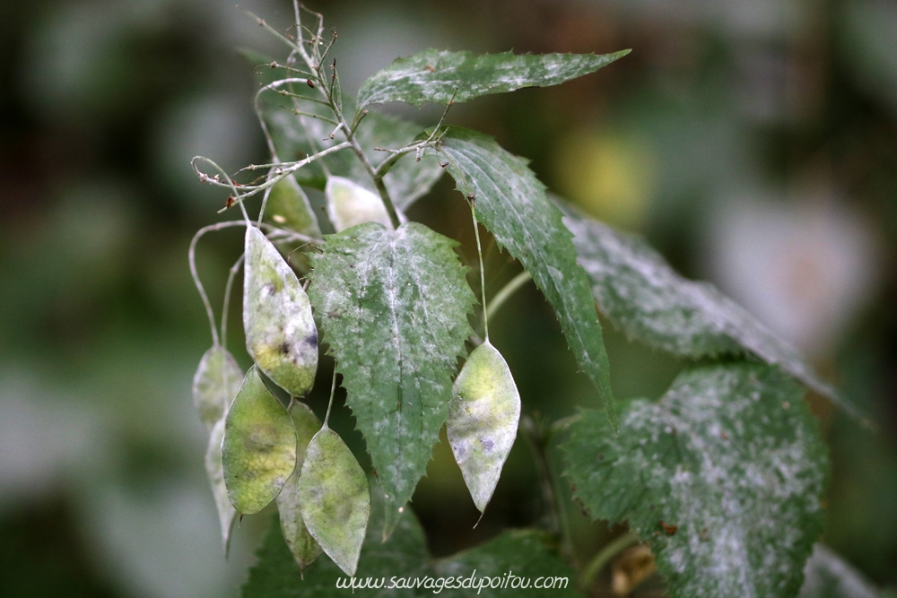Lunaria rediviva, Lunaire vivace, Salilhès (15)