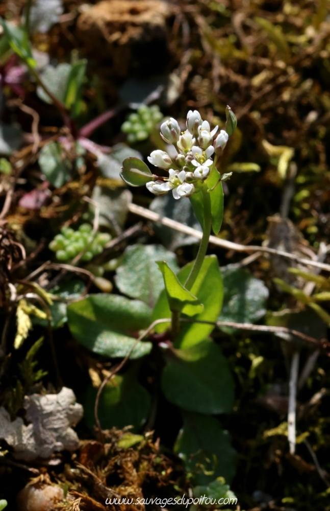 Microthlaspi perfoliatum, Tabouret perfolié, Poitiers bords de Boivre