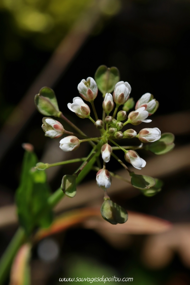 Microthlaspi perfoliatum, Tabouret perfolié, Poitiers bords de Clain