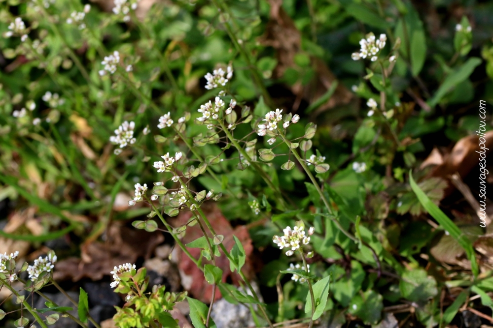 Microthlaspi perfoliatum, Tabouret perfolié, Poitiers bords de Clain