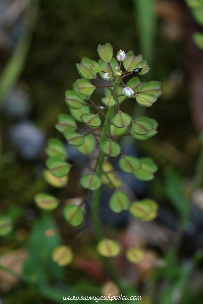 Microthlaspi perfoliatum, Tabouret perfolié, Poitiers bords de Clain