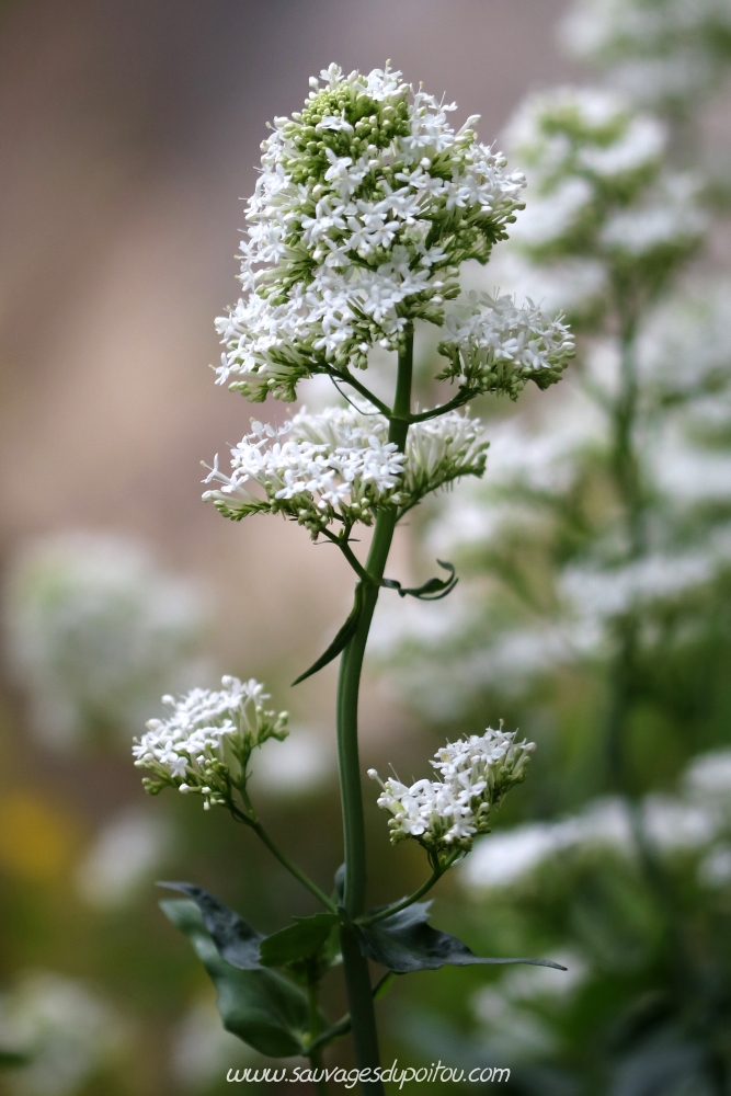 Centranthus ruber, Valériane rouge, Poitiers Blossac