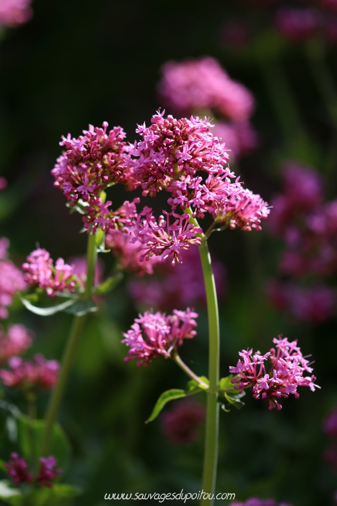 Centranthus ruber, Valériane rouge, Poitiers Chilvert