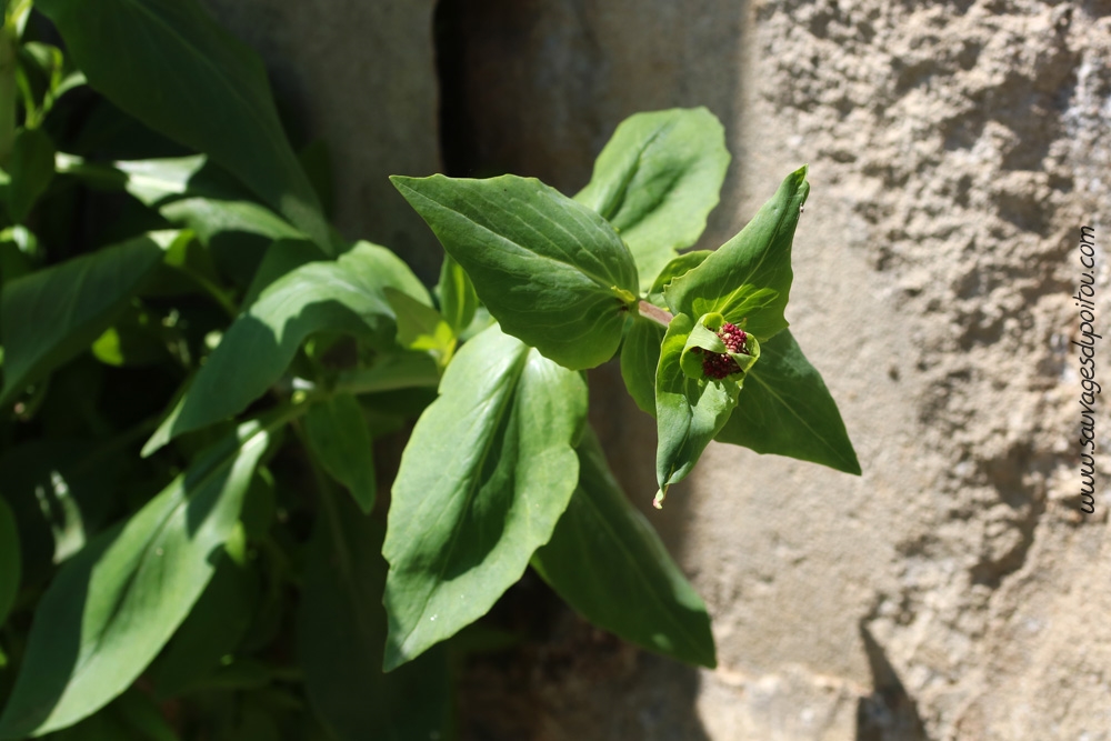 Centranthus ruber, Valériane rouge, Poitiers bords de Clain