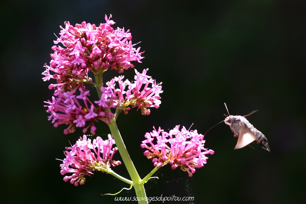 Centranthus ruber, Valériane rouge, Poitiers Blossac