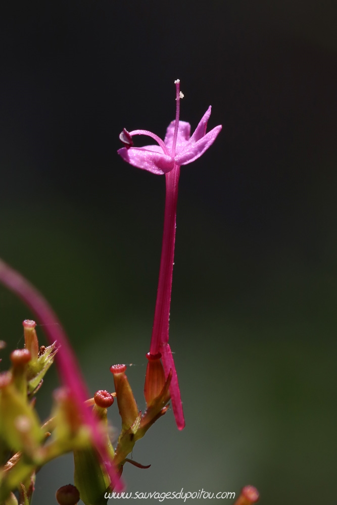 Centranthus ruber, Valériane rouge, Poitiers chemin de la Cagouillère