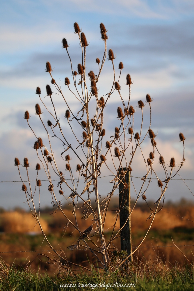 Dipsacus fullonum, Cardère sauvage, Rochefort (17)