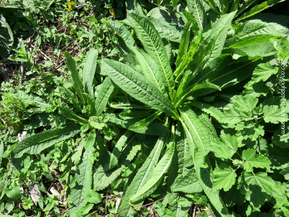 Cardère sauvage, Dipsacus fullonum, Poitiers bords de Boivre