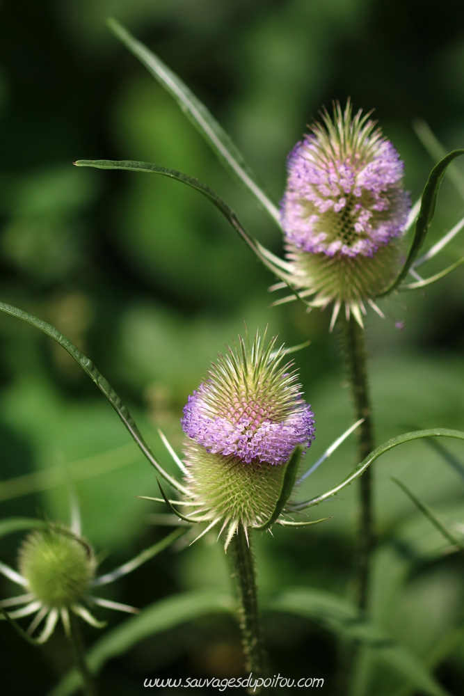 Cardère sauvage, Dipsacus fullonum, Poitiers bords de Boivre