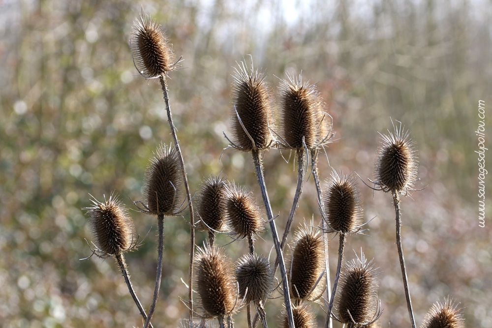 Cardère sauvage, Dipsacus fullonum, Iteuil (86)