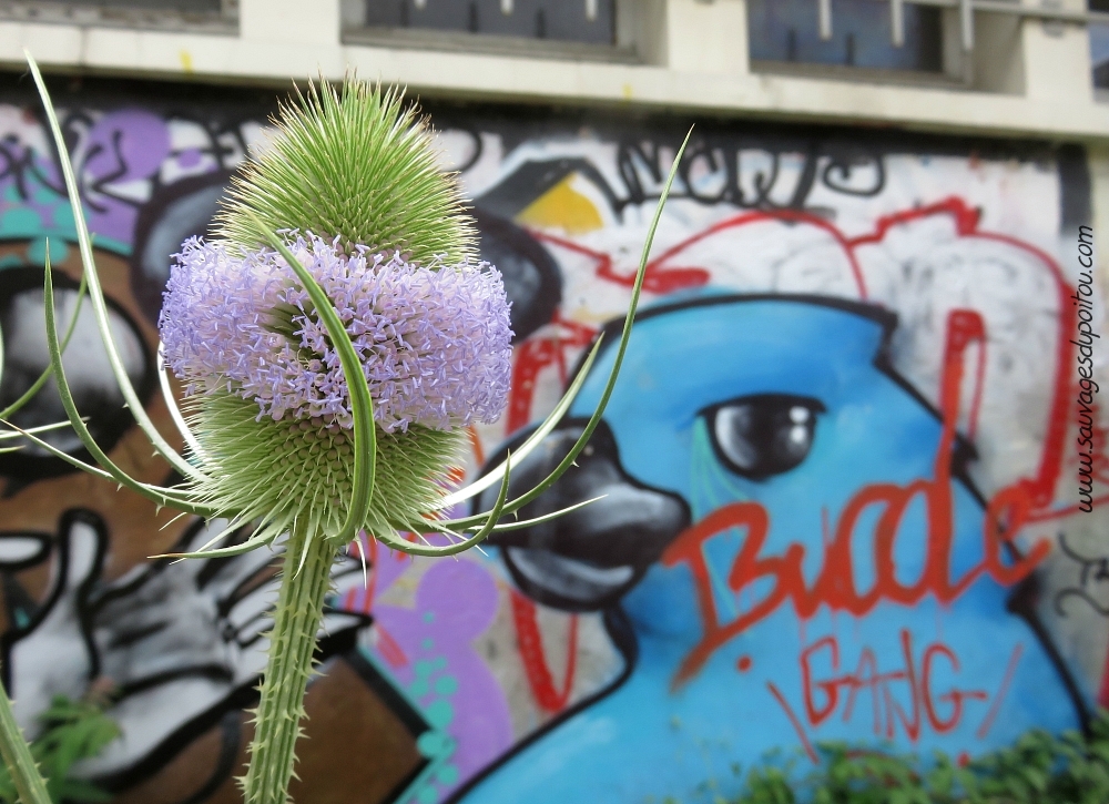 Dipsacus fullonum, Cardère sauvage, Paris (Petite Ceinture du 15ème)