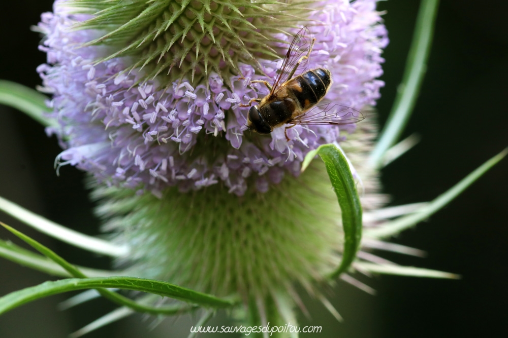 Cardère sauvage, Dipsacus fullonum, Poitiers bords de Boivre