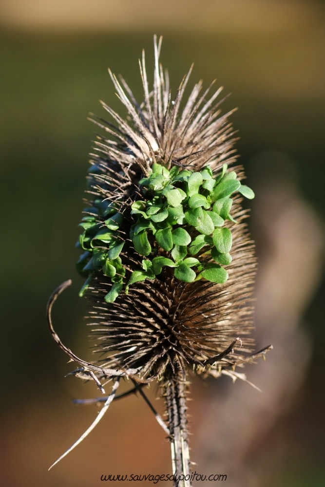 Dipsacus fullonum, Cardère sauvage, Poitiers