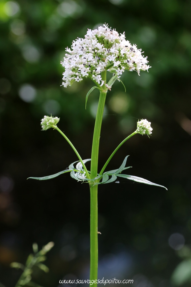 Valériane officinale, Valeriana officinalis, Poitiers bords de Clain