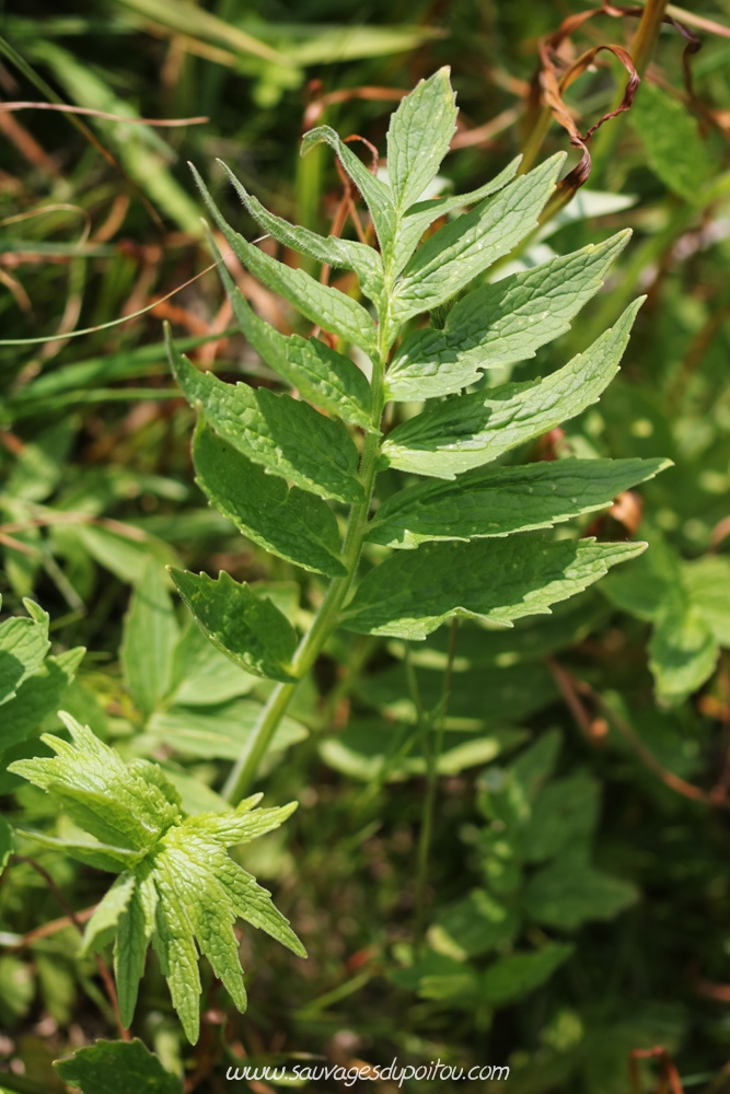 Valériane officinale, Poitiers bords de Clain