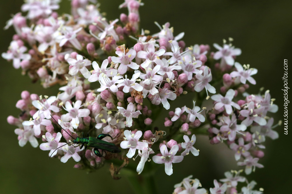 Valériane officinale, Poitiers bords de Clain