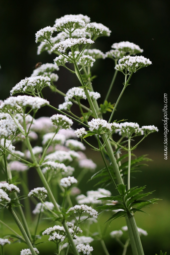 Valériane officinale, Poitiers bords de Clain