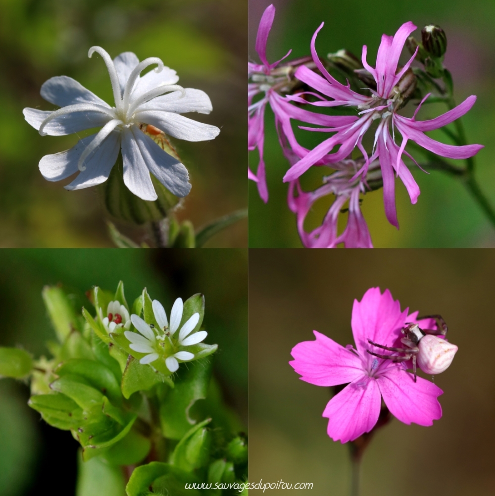 Silene latifolia, Lychnis flos-cuculi, Stellaria media et Dianthus carthusianorum