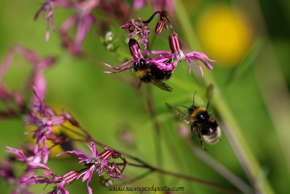 Lychnis flos-cuculi, Lychnis fleur de coucou, Poitiers bords de Boivre