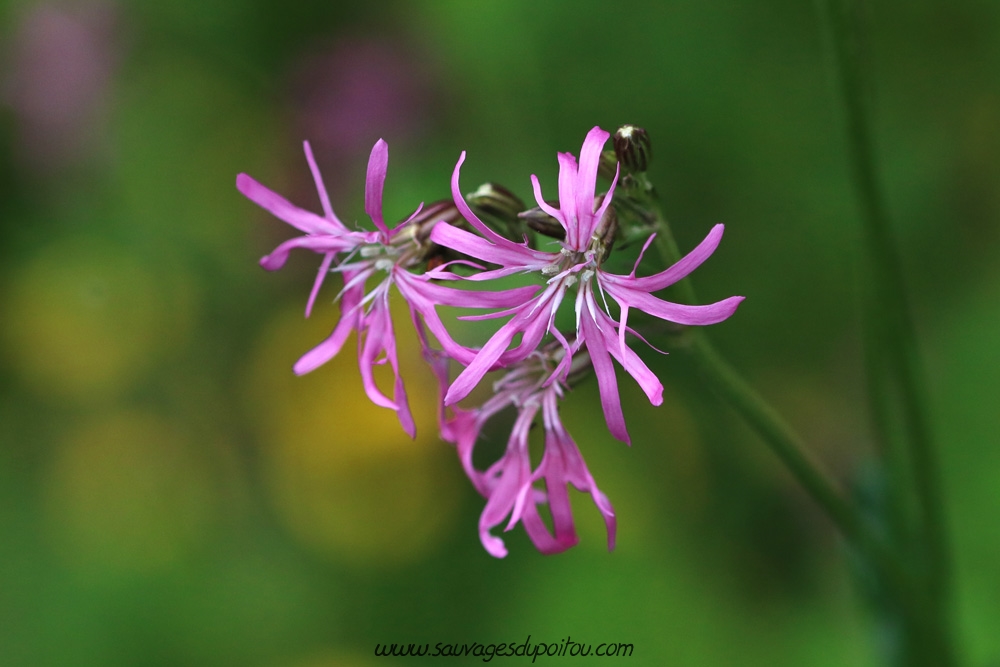 Lychnis flos-cuculi, Lychnis fleur de coucou, Poitiers bords de Boivre