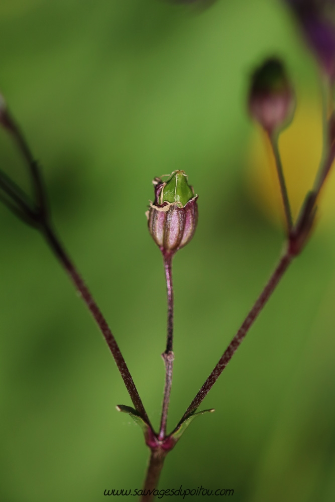 Lychnis flos-cuculi, Lychnis fleur de coucou, Poitiers bords de Boivre