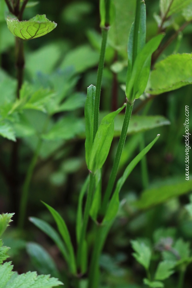 Lychnis flos-cuculi, Lychnis fleur de coucou, Poitiers bords de Boivre