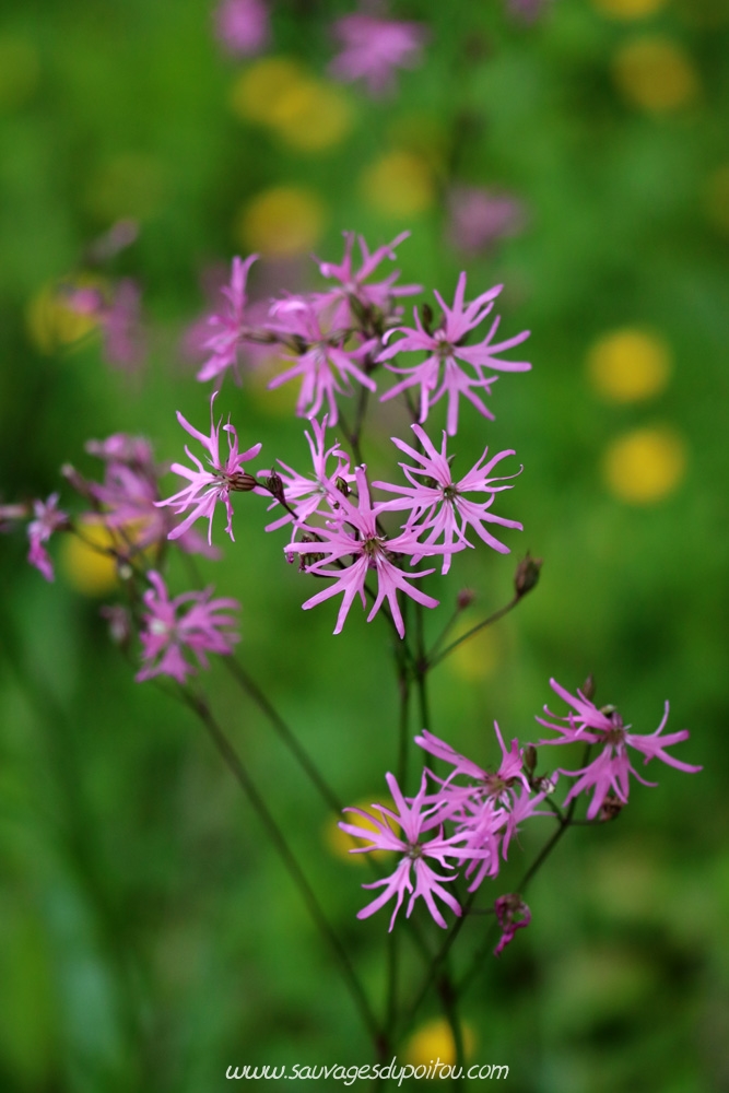 Lychnis flos-cuculi, Lychnis fleur de coucou, Poitiers bords de Boivre