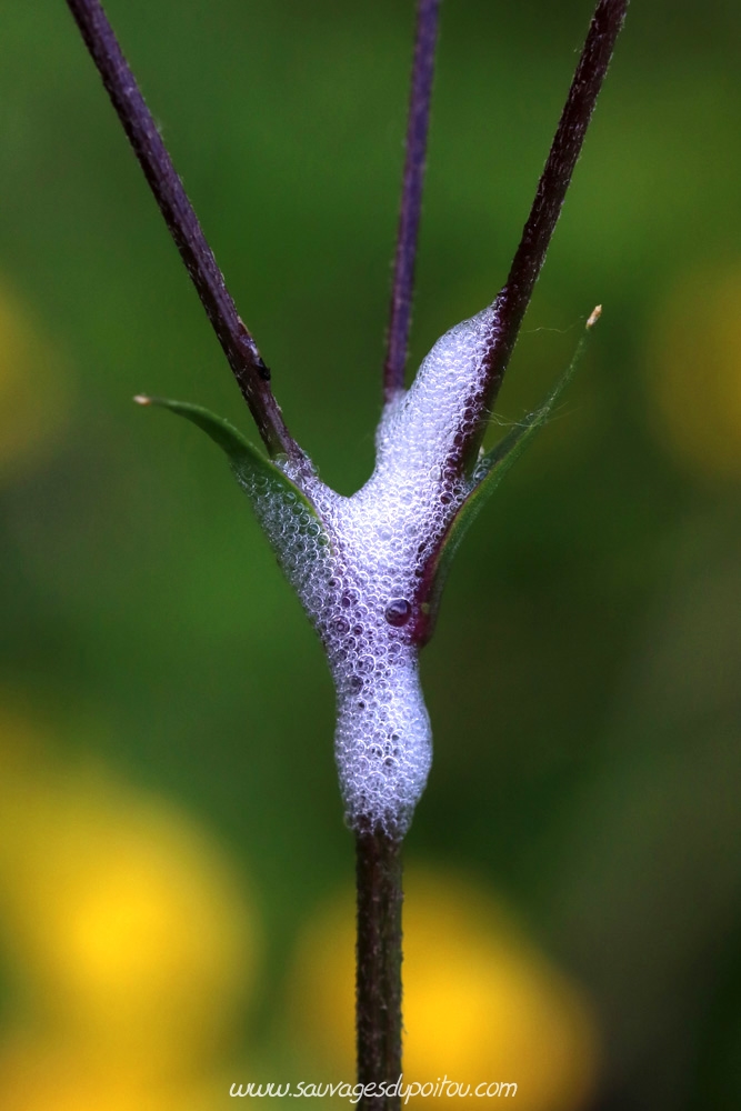 Cicadelle écumeuse sur Lychnis fleur de coucou, Poitiers bords de Boivre