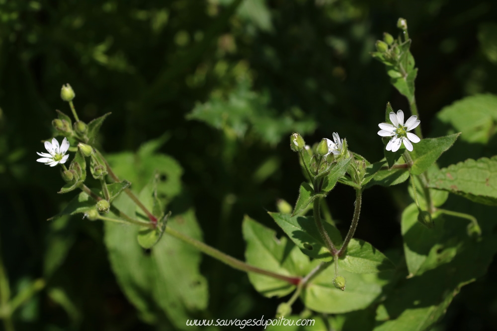 Myosoton aquaticum, Stellaire aquatique, Poitiers bords de Boivre