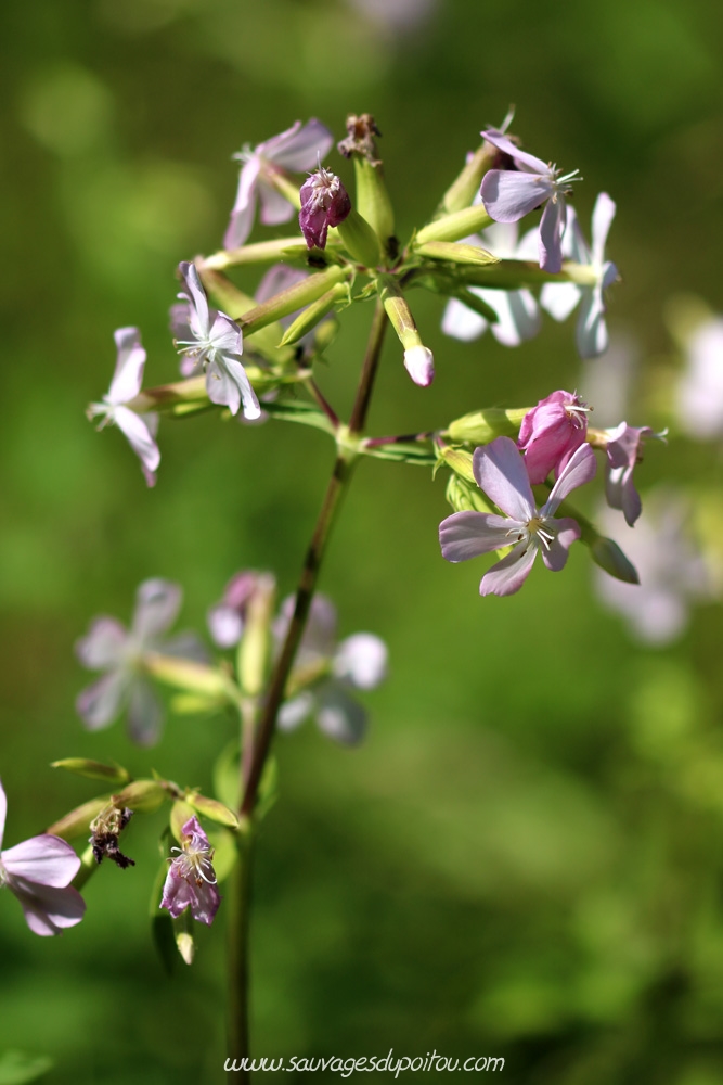 Saponaria officinalis, Saponaire officinale, Poitiers bords de Boivre