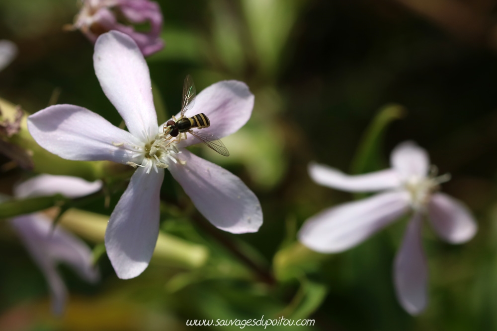 Saponaria officinalis, Saponaire officinale, Buxerolles (86)