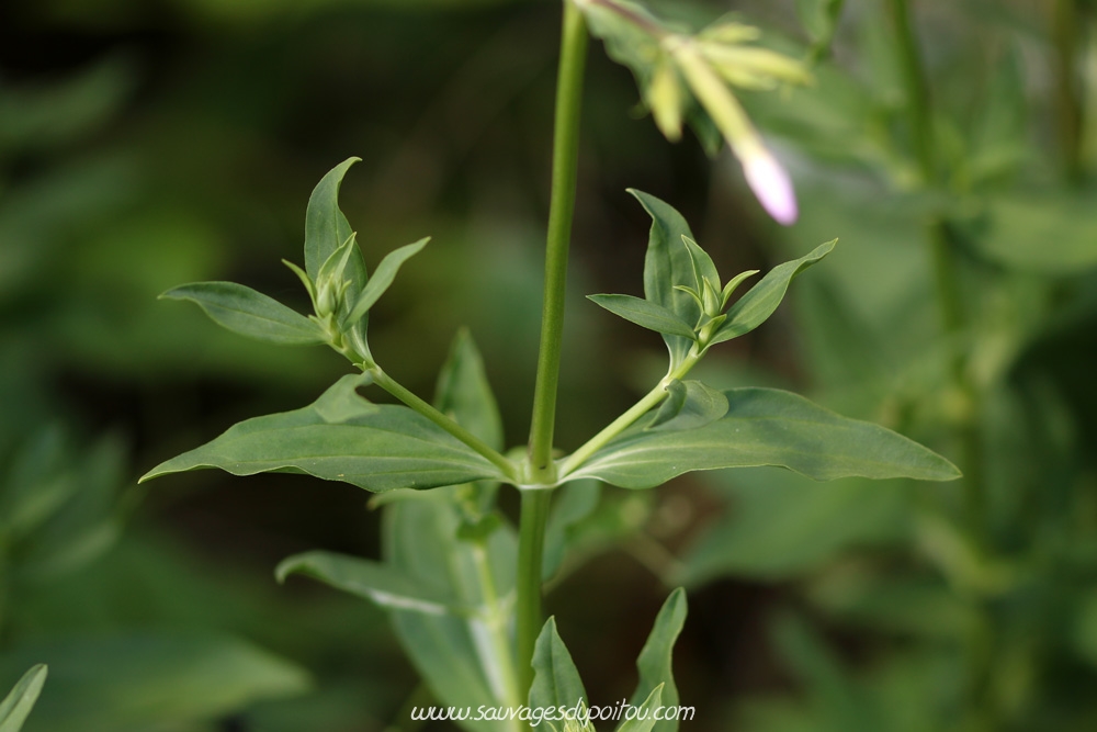 Saponaria officinalis, Saponaire officinale, Poitiers bords de Boivre