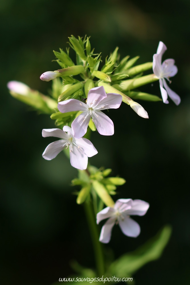 Saponaria officinalis, Saponaire officinale, Poitiers Chilvert