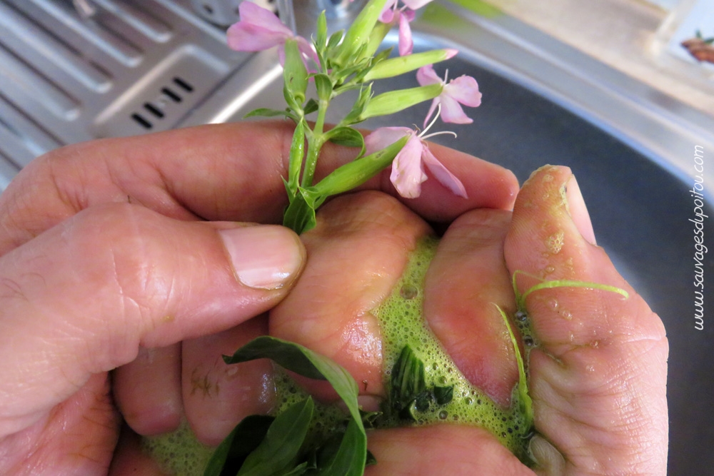 Saponaire officinale, Sauvages du Poitou
