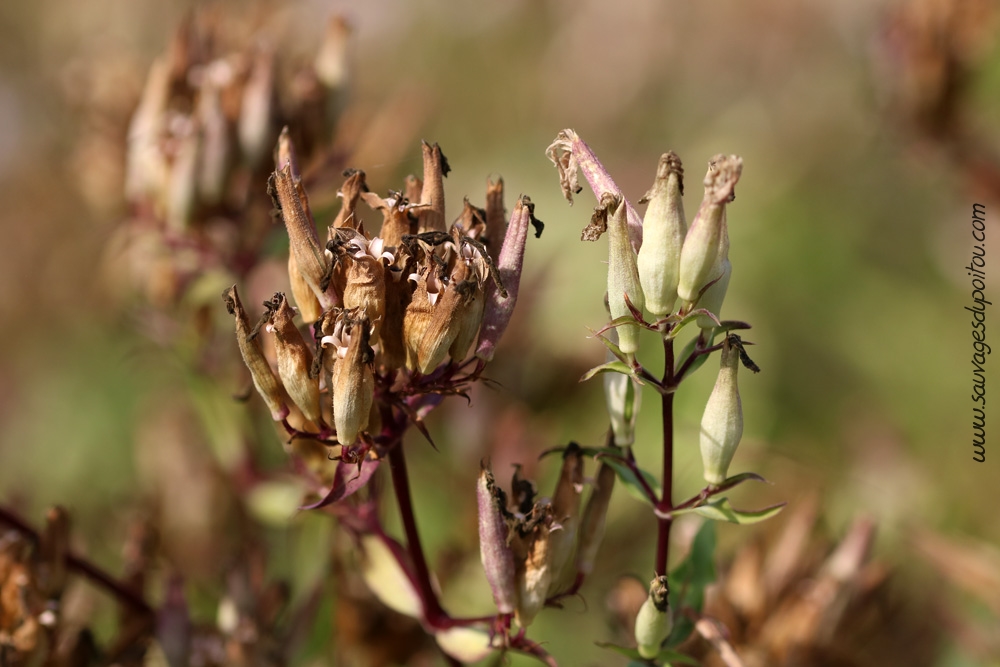 Saponaria officinalis, Saponaire officinale, Buxerolles (86)
